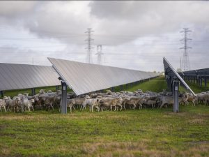 Mars cuts emissions by 17%, hits 100% renewable power across US oerations