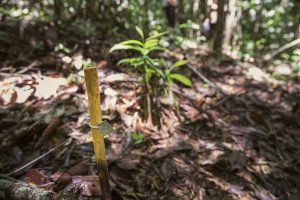 IKEA builds on 18,500-hectare rainforest restoration with 10-year research lab