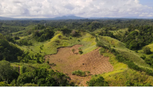 Google backs 260,000-ton agroforestry carbon removal Project in Indonesia