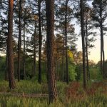 Amazon invests $2 million in Georgia water restoration project