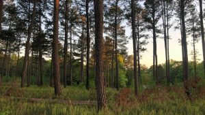 Amazon invests $2 million in Georgia water restoration project