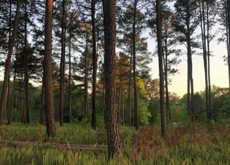 Amazon invests $2 million in Georgia water restoration project