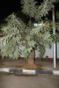بعد سقوطها على عقار بمصر الجديدة.. نقل شجرة «بونسيانا» عملاقة وإعادة زراعتها بموقع مجاور