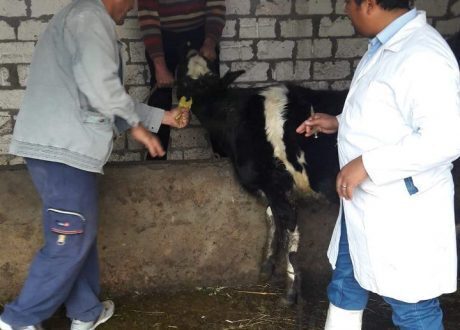 الطب البيطري بدمياط: تحصين 14639 رأس ماشية ضد الحمى القلاعية بالمحافظة