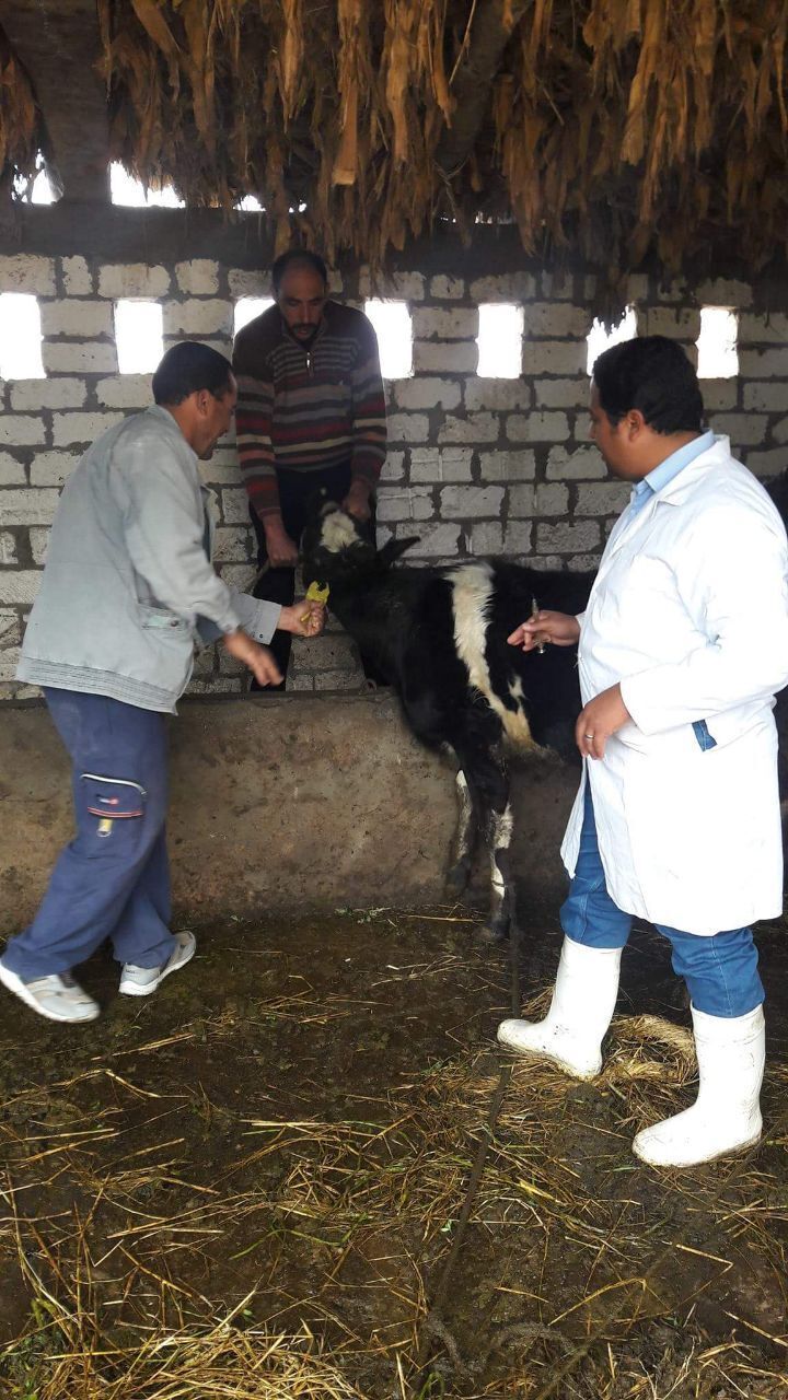 الطب البيطري بدمياط: تحصين 14639 رأس ماشية ضد الحمى القلاعية بالمحافظة