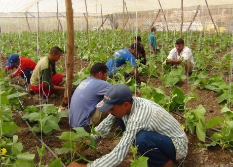 التخطيط : 1.545 مليار جنيه استثمارات مقترحة بقطاع الزراعة 2019ـ 2020