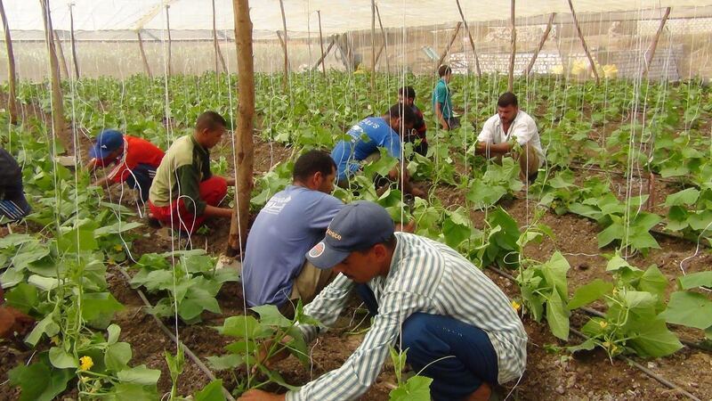 التخطيط : 1.545 مليار جنيه استثمارات مقترحة بقطاع الزراعة 2019ـ 2020