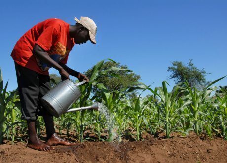 Sustainable Food systems and Agriculture Conf. to open in Addis Ababa Tuesday