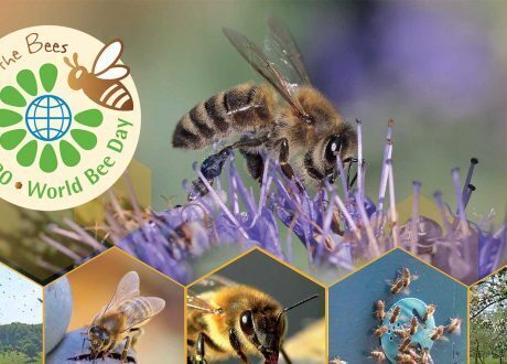 Bees, other pollinators cornerstone for sustainable development