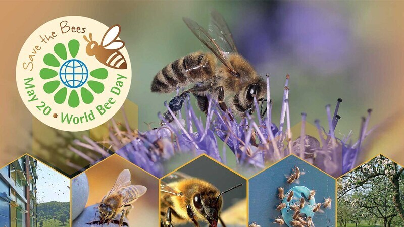 Bees, other pollinators cornerstone for sustainable development