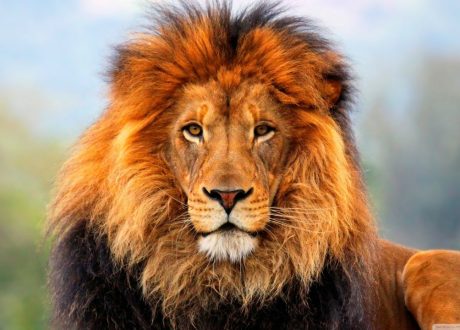 The Lion’s Share fund cops Cannes Festival’s Grand Prix for creativity in addressing wildlife challenges
