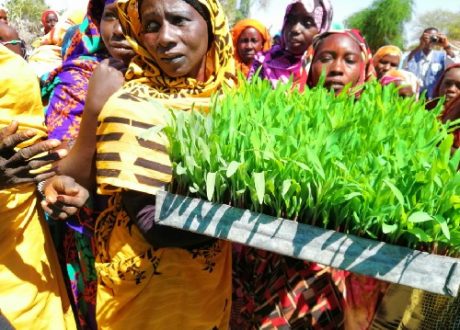Hope for zero hunger glimmers as WFP innovative solution in Sudan succeeds
