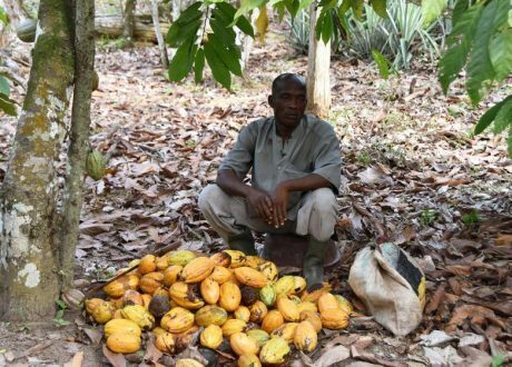 Agroforestry proves to be best way to restore 20% of Côte d’Ivoire’s forests