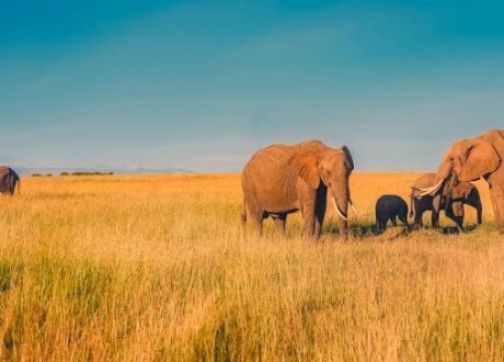 Africa’s promising nature-based tourism brings $48 bn in revenue
