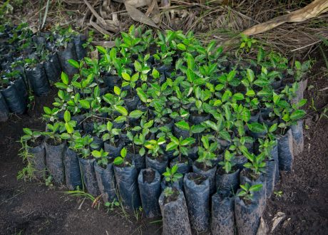 UNDP, GEF join hands to help Angola maintain charcoal industry in sustainable way