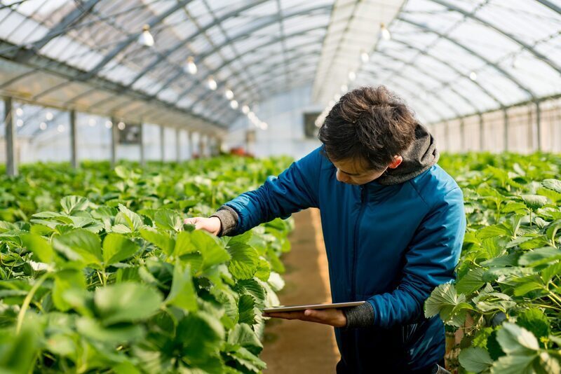 World Bank urges developing states to rely on agricultural innovation, technology to reduce poverty