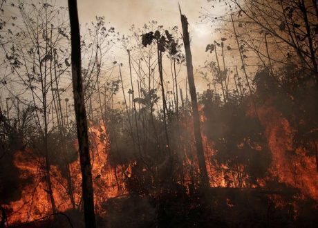 The Amazon rainforest is burning, but it is food price profiteering that really swings the axe