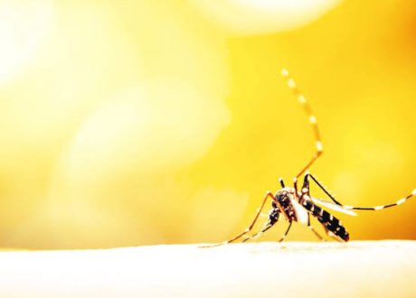 Climate change to increase mosquito-borne disease threats in Australia
