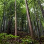 World Bank, Germany to work on reducing deforestation under PROGREEN