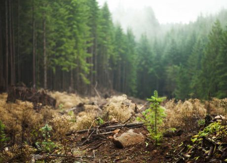BP looks to enable carbon offsetting for businesses