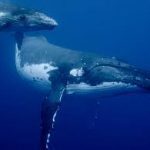 Whales offer humans 1- trillion-dollar service by absorbing tons of CO2