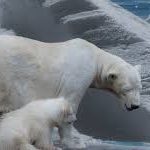 Melting ice reaches unprecedented level in 2019..Alarming indicator of climate change