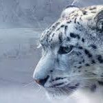 UNEP, adidas Runastic free running challenge to draw attention on endangered Snow Leopard species