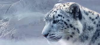 UNEP, adidas Runastic free running challenge to draw attention on endangered Snow Leopard species