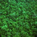 FAO, GEF join hands for $7.1 m project for efficient monitoring, reporting on forests, land-use