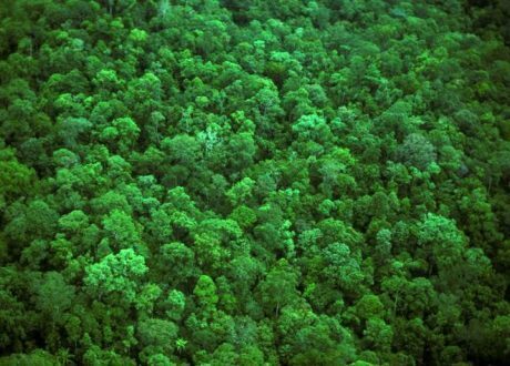 FAO, GEF join hands for $7.1 m project for efficient monitoring, reporting on forests, land-use