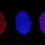 Discovering liver regeneration mechanism opens door for treating chronic liver diseases