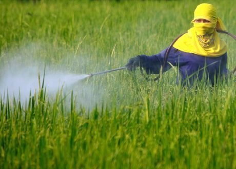 India seeks alternative to killer DDT
