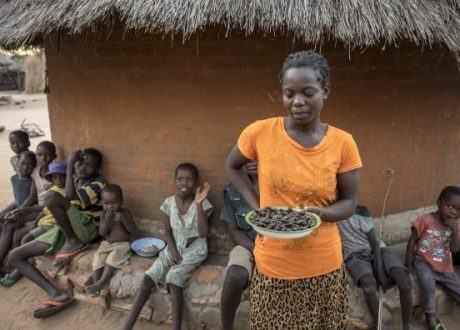 WFP appeals for $ 200 m to support hungry Zimbabweans