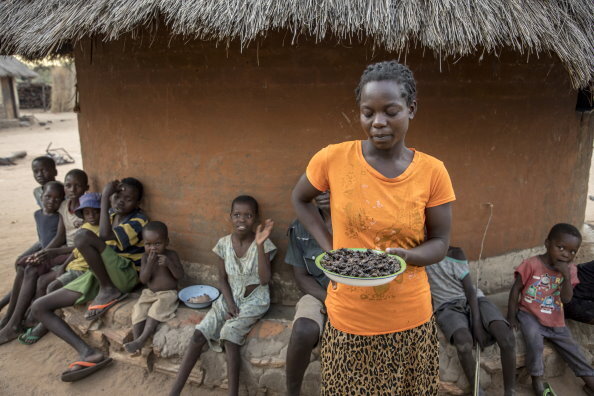 WFP appeals for $ 200 m to support hungry Zimbabweans