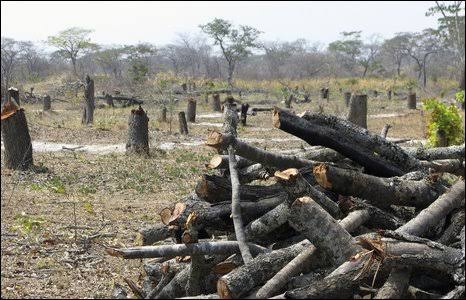 Zambia trains charcoal producers to improved methods to cut CO2 emissions