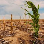 Oxford University: Specific jet stream patterns can affect quarter of global food production