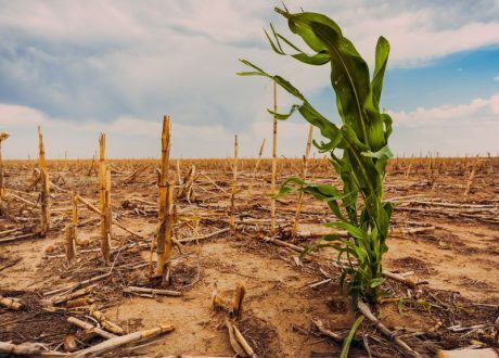 Oxford University: Specific jet stream patterns can affect quarter of global food production