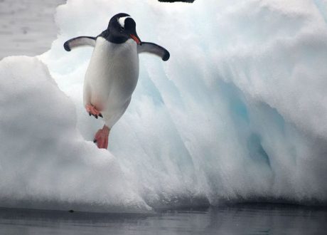 Oxford University researchers spotlight impact of climate change on Penguins