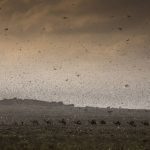 FAO needs $ 70m for combating locust upsurge in East Africa