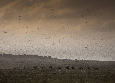FAO needs $ 70m for combating locust upsurge in East Africa