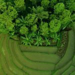 Dutch gov’t, Rabobank cover 80% of $1bn “AGRI3” fund
