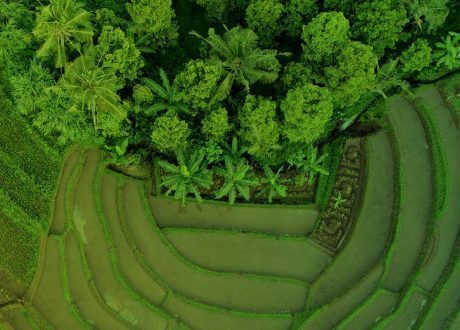 Dutch gov’t, Rabobank cover 80% of $1bn “AGRI3” fund