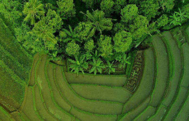 Dutch gov’t, Rabobank cover 80% of $1bn “AGRI3” fund