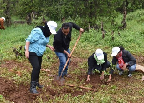 Ethiopia breaks world record by planting over 350 million trees in one day