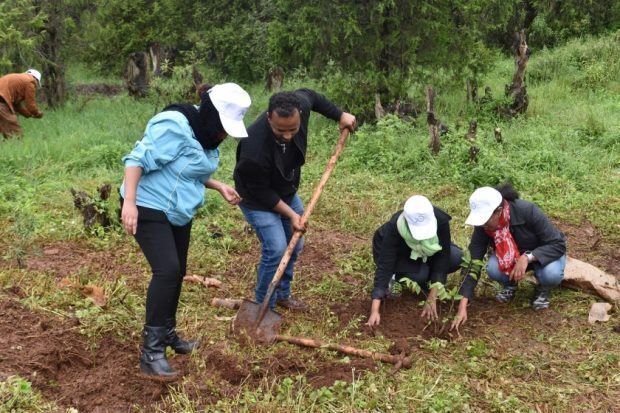 Ethiopia breaks world record by planting over 350 million trees in one ...