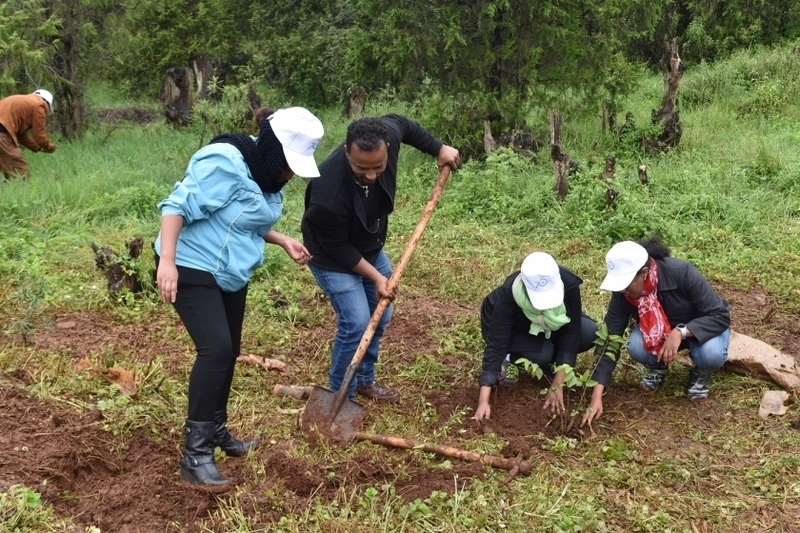 Ethiopia breaks world record by planting over 350 million trees in one day