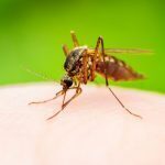 Poor maternal nutrition affects ZIKV-related deformations in babies