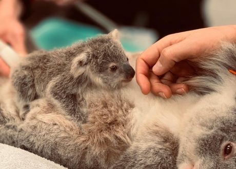Sydney University raising funds for saving bushfire-affected animals
