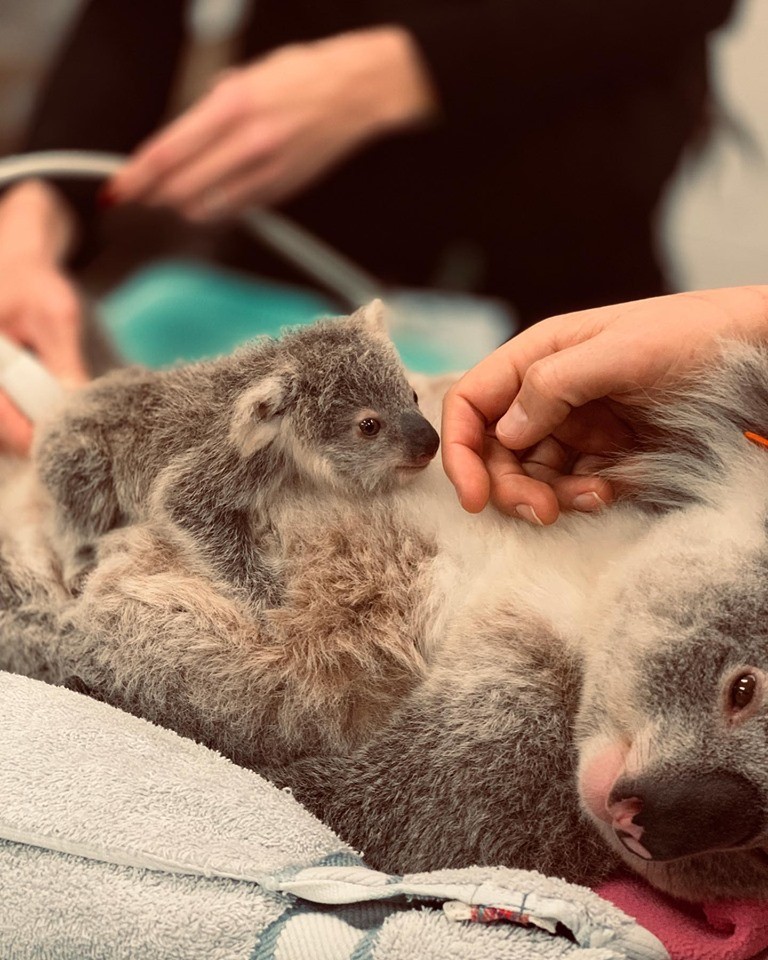 Sydney University raising funds for saving bushfire-affected animals