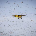 FAO receives $18m donations for combating locust upsurge in Africa
